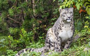 Preview wallpaper irbis, predator, big cat, wildlife, leaves, grass