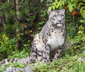 Preview wallpaper irbis, predator, big cat, wildlife, leaves, grass