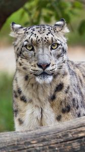 Preview wallpaper irbis, predator, big cat, wildlife, animal, log