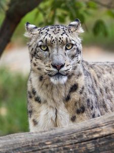 Preview wallpaper irbis, predator, big cat, wildlife, animal, log