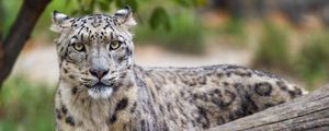 Preview wallpaper irbis, predator, big cat, wildlife, animal, log