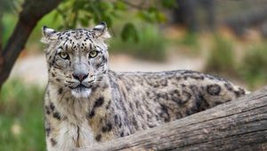 Preview wallpaper irbis, predator, big cat, wildlife, animal, log