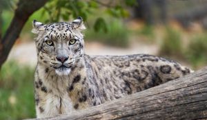 Preview wallpaper irbis, predator, big cat, wildlife, animal, log