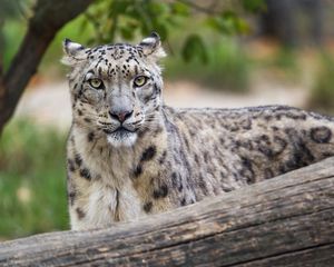 Preview wallpaper irbis, predator, big cat, wildlife, animal, log