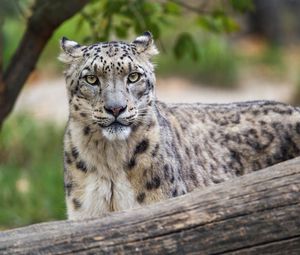 Preview wallpaper irbis, predator, big cat, wildlife, animal, log