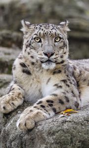 Preview wallpaper irbis, predator, big cat, wildlife, animal, stone