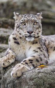 Preview wallpaper irbis, predator, big cat, wildlife, animal, stone