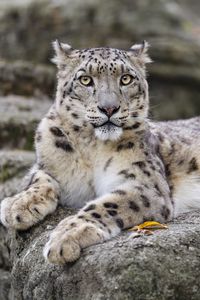 Preview wallpaper irbis, predator, big cat, wildlife, animal, stone