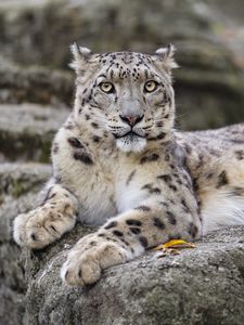 Preview wallpaper irbis, predator, big cat, wildlife, animal, stone