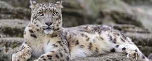 Preview wallpaper irbis, predator, big cat, wildlife, animal, stone