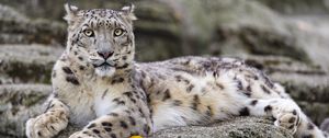 Preview wallpaper irbis, predator, big cat, wildlife, animal, stone