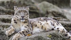 Preview wallpaper irbis, predator, big cat, wildlife, animal, stone