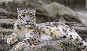 Preview wallpaper irbis, predator, big cat, wildlife, animal, stone