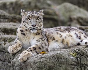 Preview wallpaper irbis, predator, big cat, wildlife, animal, stone