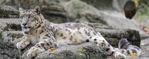 Preview wallpaper irbis, predator, big cat, animal, stone, wildlife