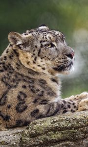 Preview wallpaper irbis, predator, big cat, animal, rock