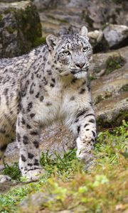 Preview wallpaper irbis, predator, big cat, animal, movement