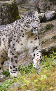 Preview wallpaper irbis, predator, big cat, animal, movement
