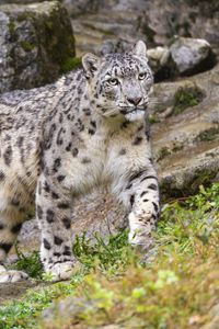 Preview wallpaper irbis, predator, big cat, animal, movement