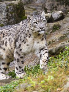 Preview wallpaper irbis, predator, big cat, animal, movement