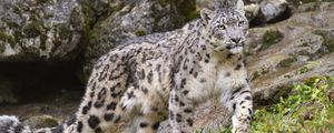 Preview wallpaper irbis, predator, big cat, animal, movement