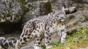 Preview wallpaper irbis, predator, big cat, animal, movement