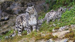 Preview wallpaper irbis, predator, big cat, kitten, animal, grass