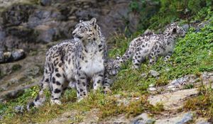 Preview wallpaper irbis, predator, big cat, kitten, animal, grass