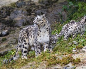 Preview wallpaper irbis, predator, big cat, kitten, animal, grass