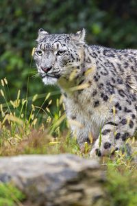 Preview wallpaper irbis, predator, big cat, animal, blur