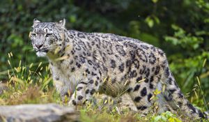 Preview wallpaper irbis, predator, big cat, animal, blur