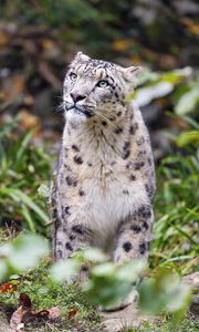 Preview wallpaper irbis, predator, big cat, animal, blur, grass