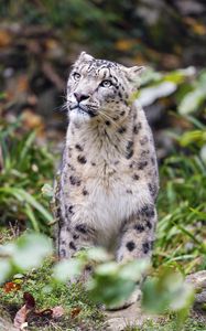 Preview wallpaper irbis, predator, big cat, animal, blur, grass