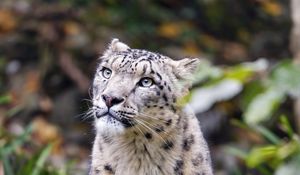 Preview wallpaper irbis, predator, big cat, animal, blur, grass