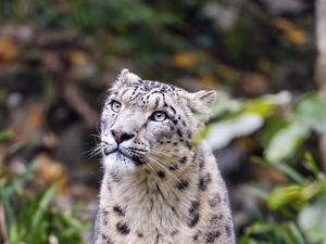 Preview wallpaper irbis, predator, big cat, animal, blur, grass