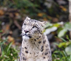 Preview wallpaper irbis, predator, big cat, animal, blur, grass