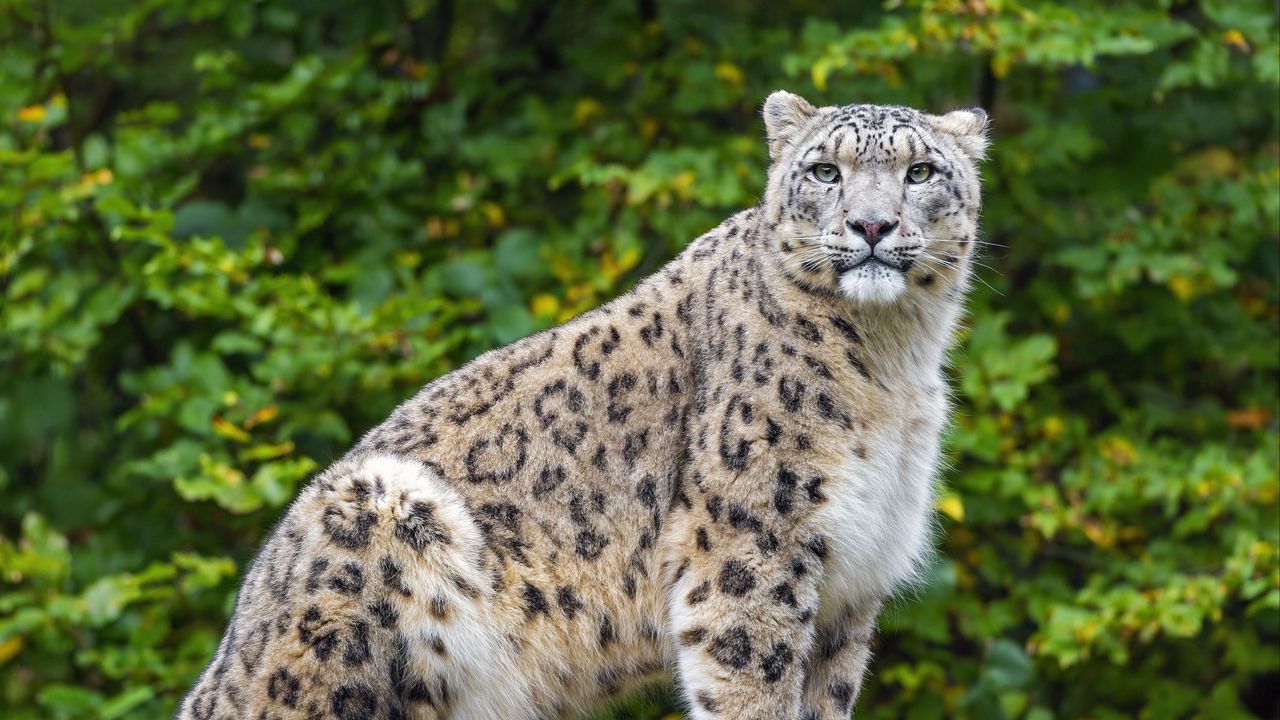 Wallpaper irbis, predator, big cat, animal, log