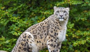 Preview wallpaper irbis, predator, big cat, animal, log