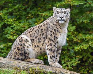 Preview wallpaper irbis, predator, big cat, animal, log