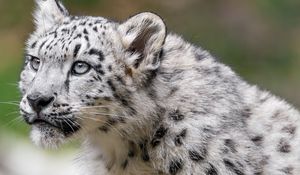 Preview wallpaper irbis, predator, big cat, animal, glance