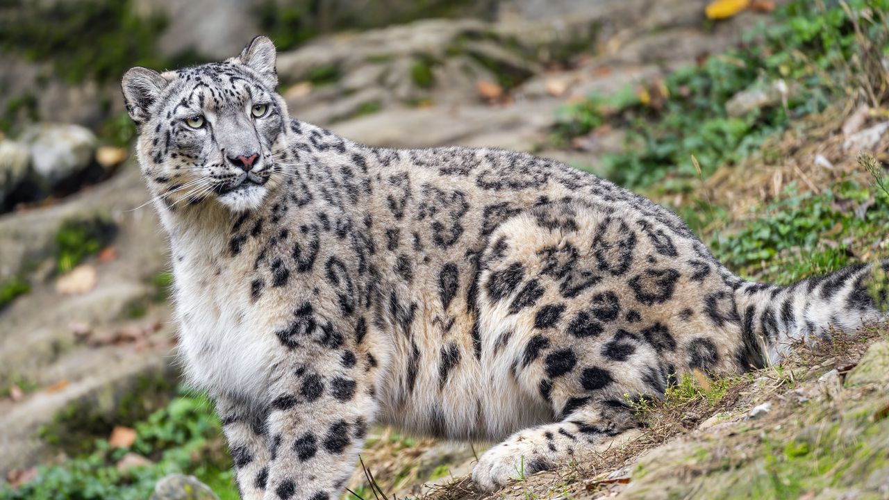 Wallpaper irbis, predator, big cat, animal, slope hd, picture, image