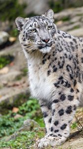 Preview wallpaper irbis, predator, big cat, animal, slope
