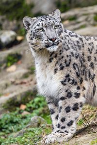 Preview wallpaper irbis, predator, big cat, animal, slope