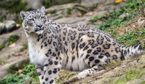 Preview wallpaper irbis, predator, big cat, animal, slope