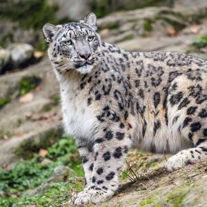 Preview wallpaper irbis, predator, big cat, animal, slope