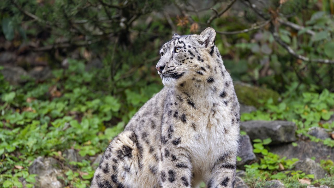 Wallpaper irbis, predator, big cat, animal, pose