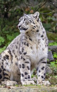 Preview wallpaper irbis, predator, big cat, animal, pose