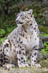Preview wallpaper irbis, predator, big cat, animal, pose