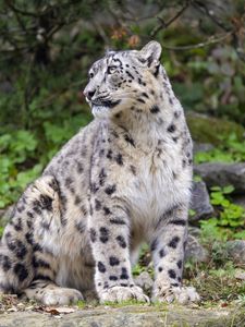 Preview wallpaper irbis, predator, big cat, animal, pose