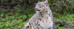 Preview wallpaper irbis, predator, big cat, animal, pose